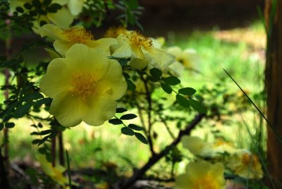Rosa xanthina 'Canary Bird' - růže zlatožlutá - květ